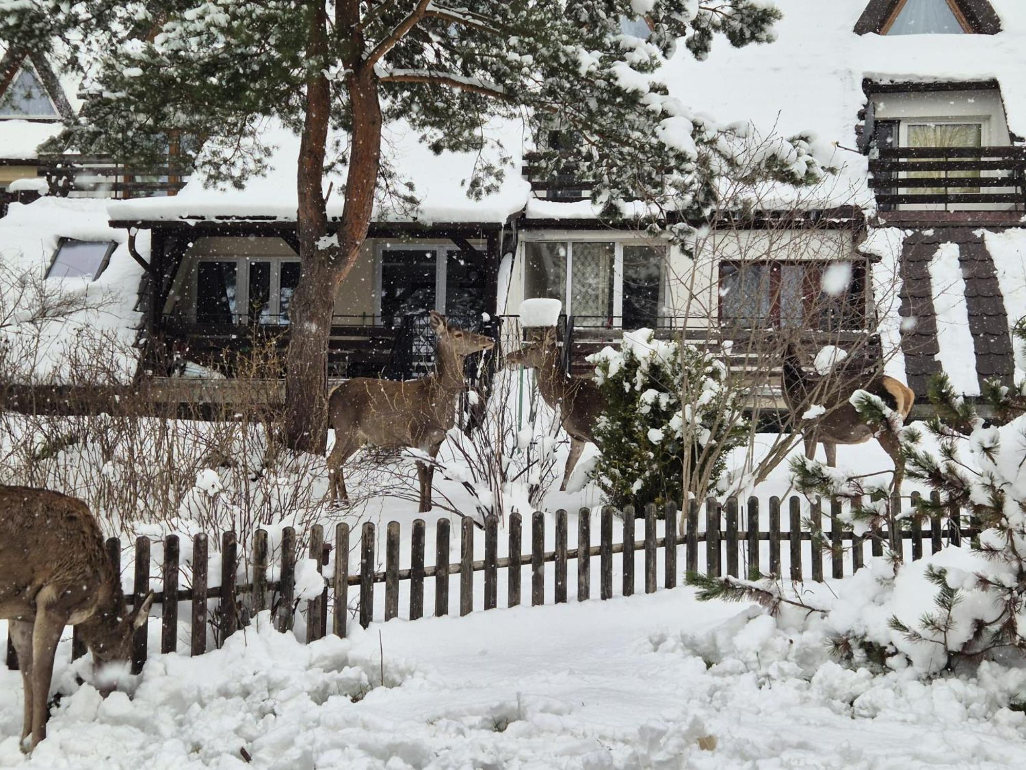 Apartament Wokol Stolu Zakopane Exteriér fotografie