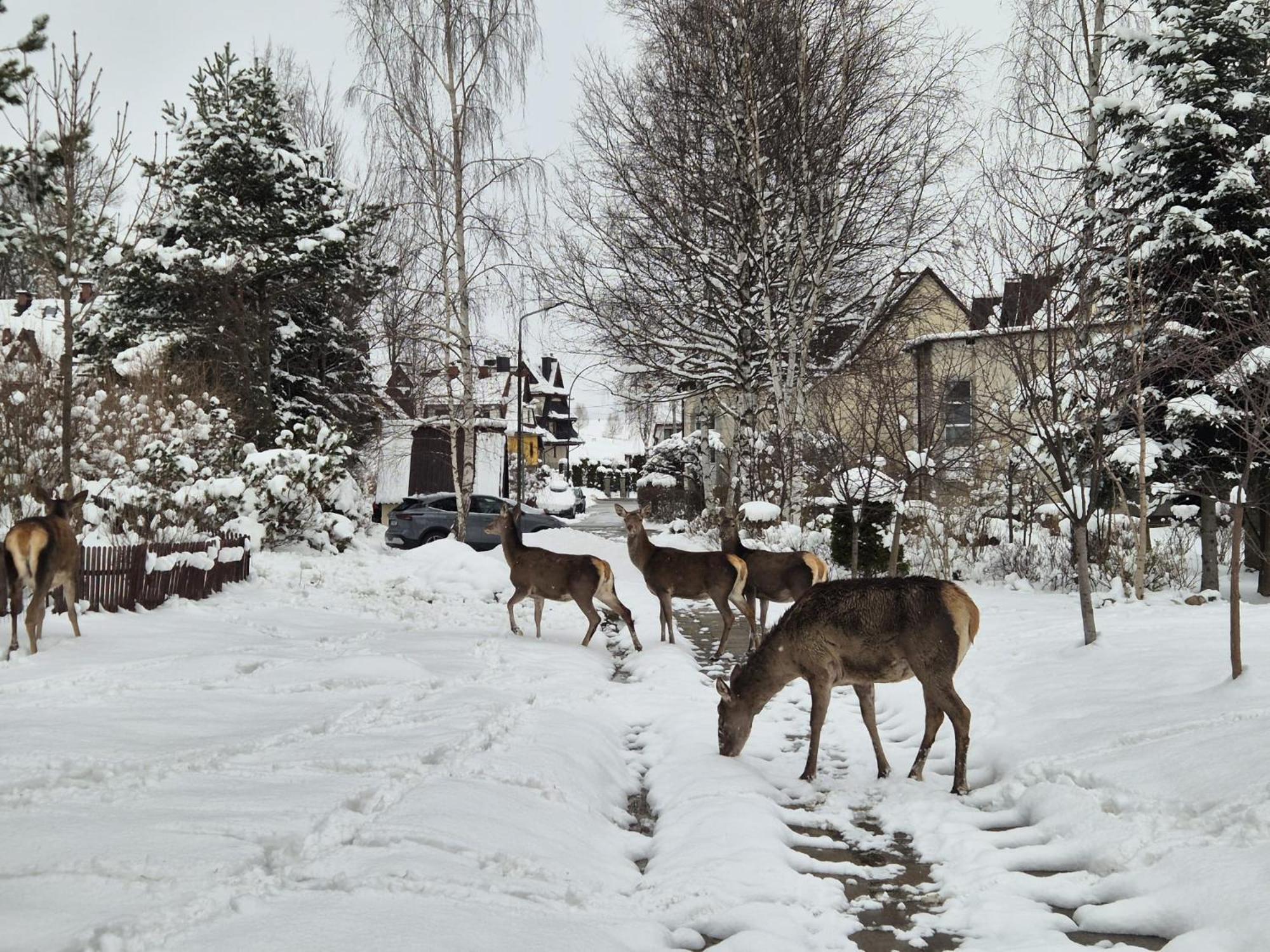 Apartament Wokol Stolu Zakopane Exteriér fotografie
